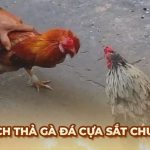 Cách thả gà đá cựa sắt giúp sư kê tăng cơ hội chiến thắng